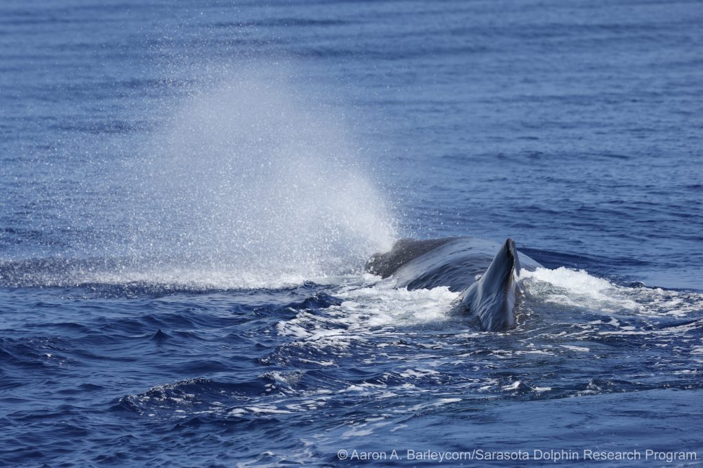Sperm whale