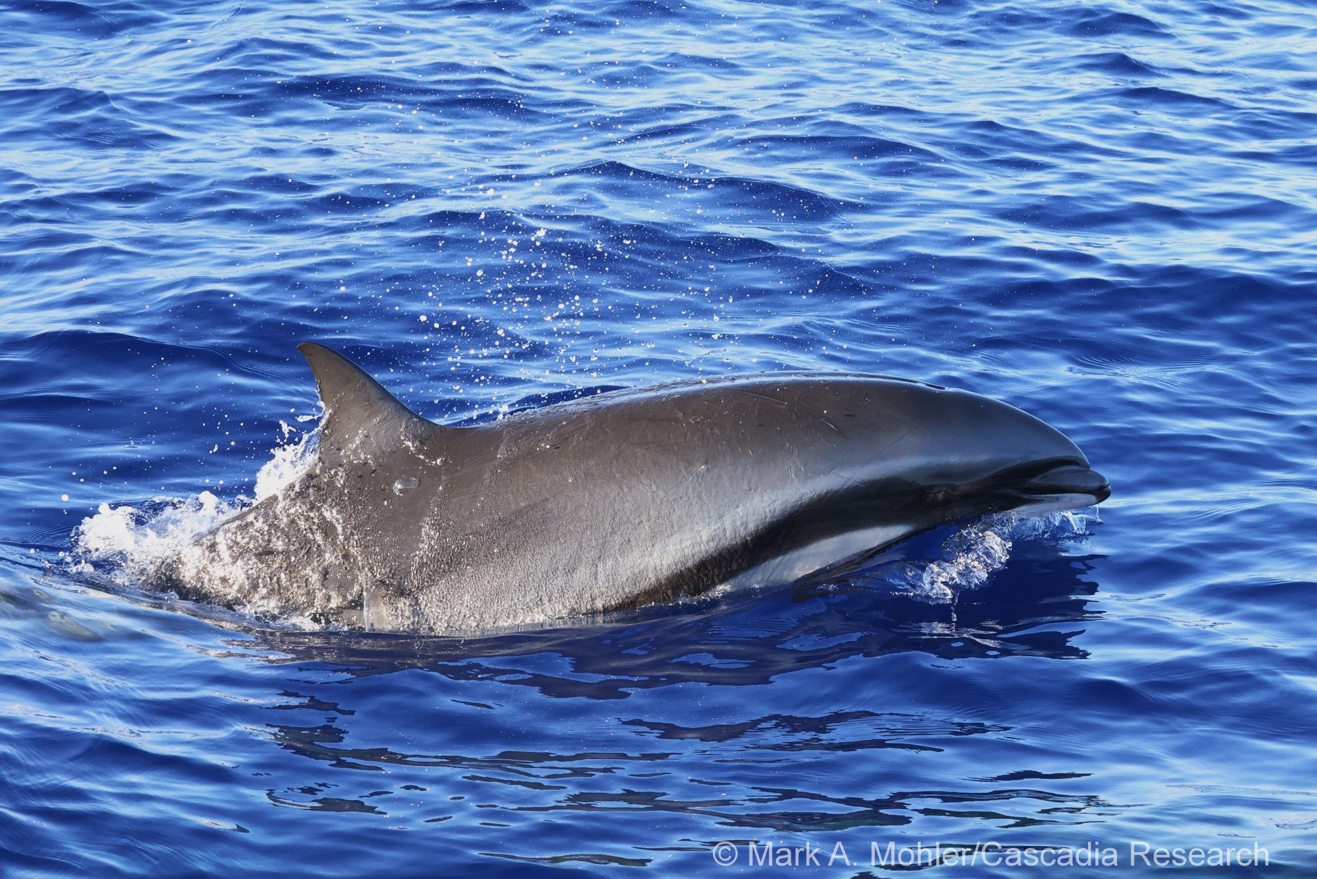 Adult male Fraser's dolphin