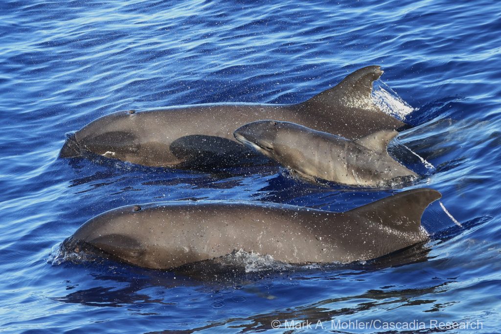 Melon-headed whales