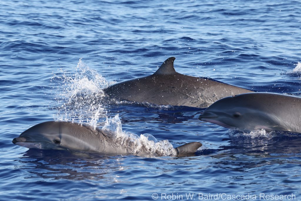 Fraser's dolphins