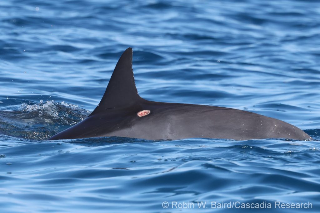Spinner dolphin with fresh cookie-cutter shark bite wound