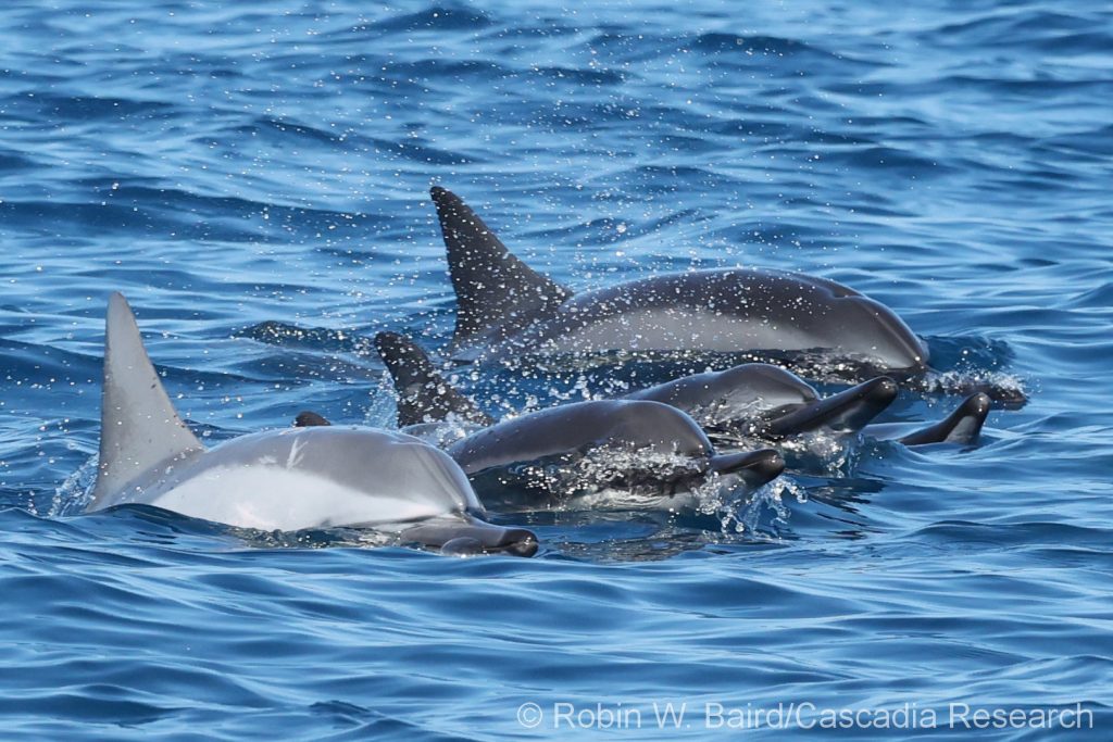 Spinner dolphins in Hawai'i