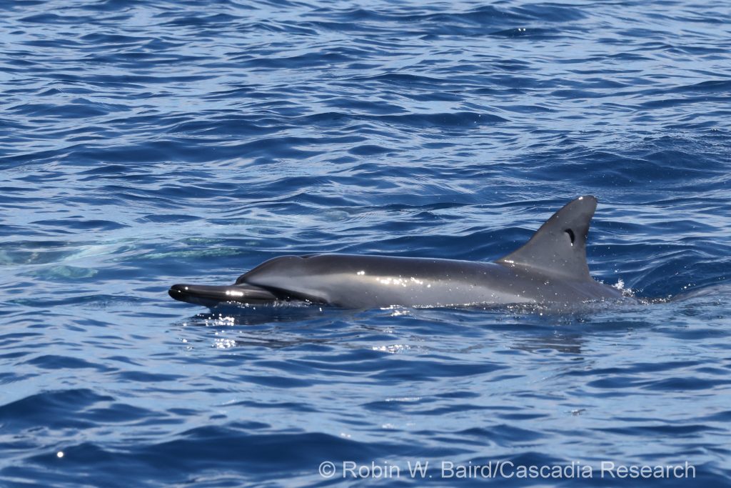 Spinner dolphin with cookie-cutter shark bite wound through the dorsal fin
