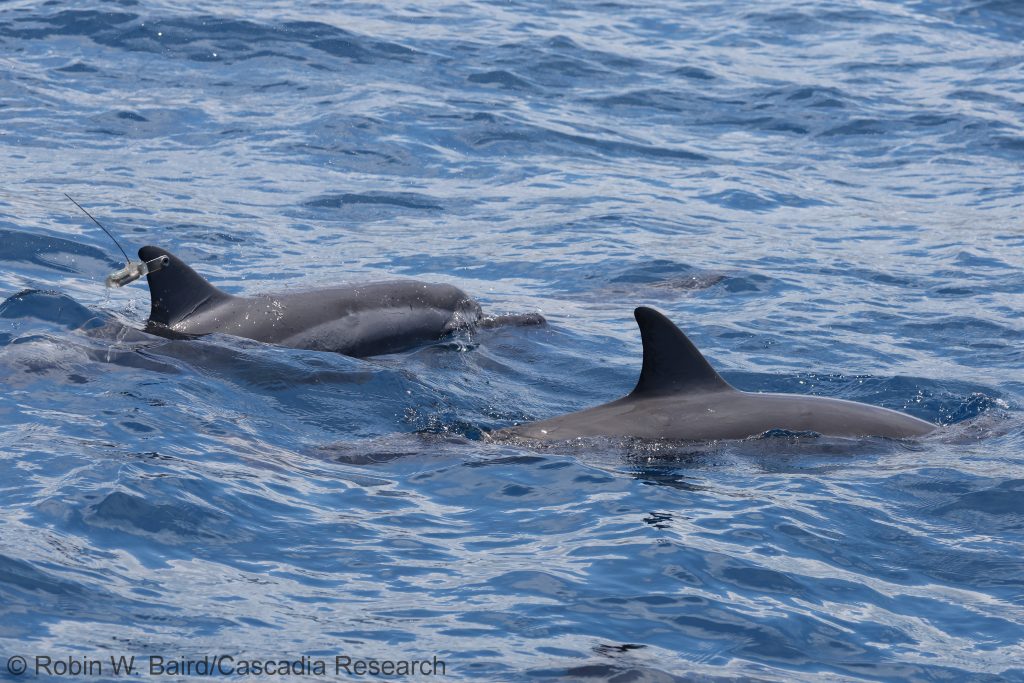 Spinner dolphin with a finmount satellite tag