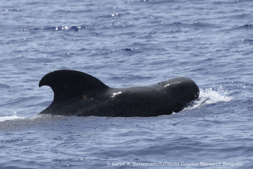Pilot whale off Hawai'i Island