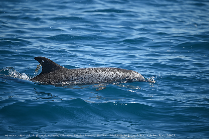 Atlantic spotted dolphin with finmount tag