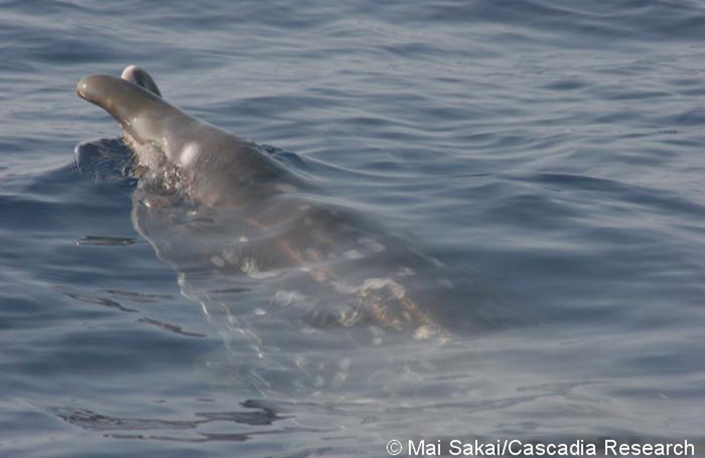 Adult female Blainville’s beaked whale (HIMd025) with a deformed rostrum, July 10, 2008. This individual has been seen 17 times off the island, with sightings spanning from 1991 to 2012. For more information about rostrum deformities in beaked whales, check out the 2017 Dinis et al. paper in the references below.