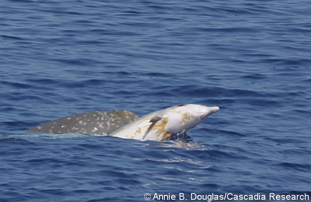 A juvenile Blainville’s beaked whale, HIMd147 in our catalog, breaching next to an adult female on July 10, 2008. Note the ventral throat grooves, characteristic of beaked whales. The brownish patches on the belly of this animal are likely diatoms.