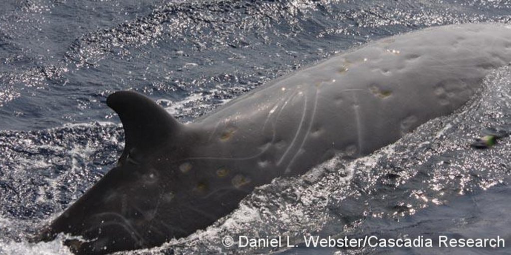 An adult male goose-beaked whale off Kona, December 2, 2008. We’ve seen this individual, HIZc044 in the catalog, on two previous occasions, in November 2006 and in May 2008, and most recently resighted it in December 2009. The linear scars on this individual are caused by fights with other male goose-beaked whales (only the males have erupted teeth), while the numerous oval scars/indentations are caused by cookie-cutter sharks.