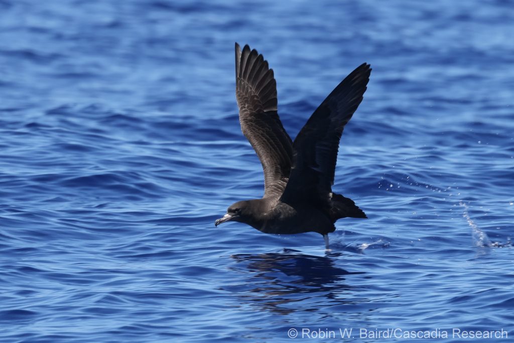 Flesh-footed Shearwater