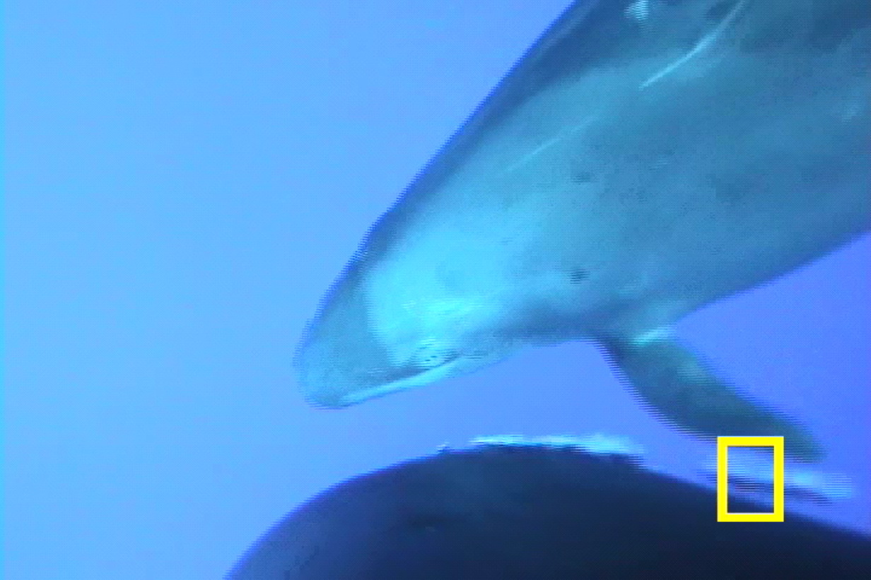 False Killer Whale Crittercam Footage (Part 2)
