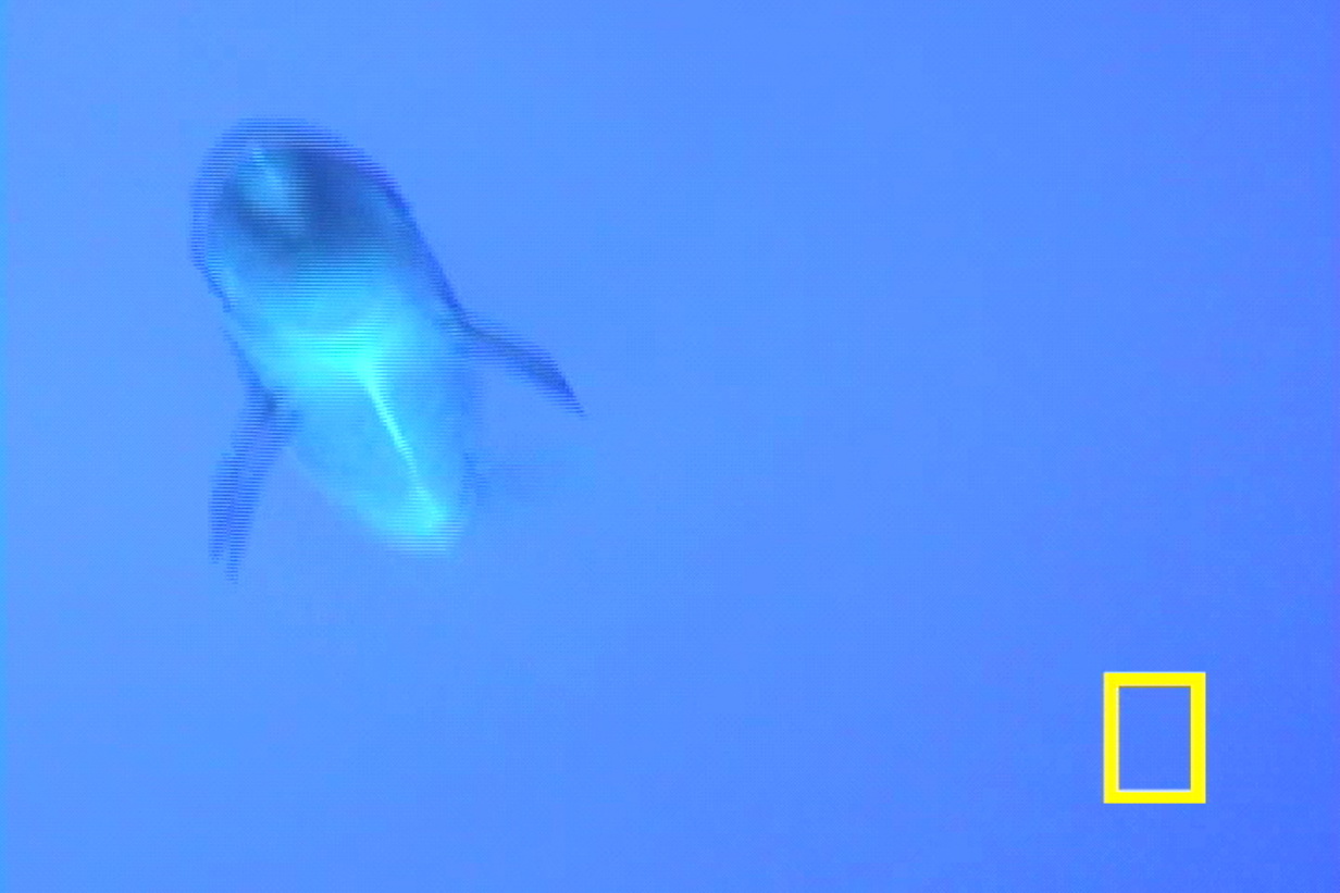False Killer Whale Crittercam Footage (Part 3)