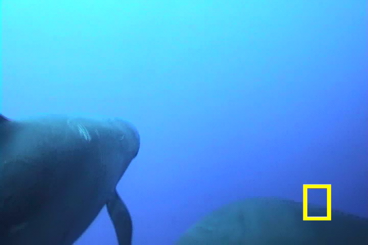 False Killer Whale Crittercam Footage (Part 4)
