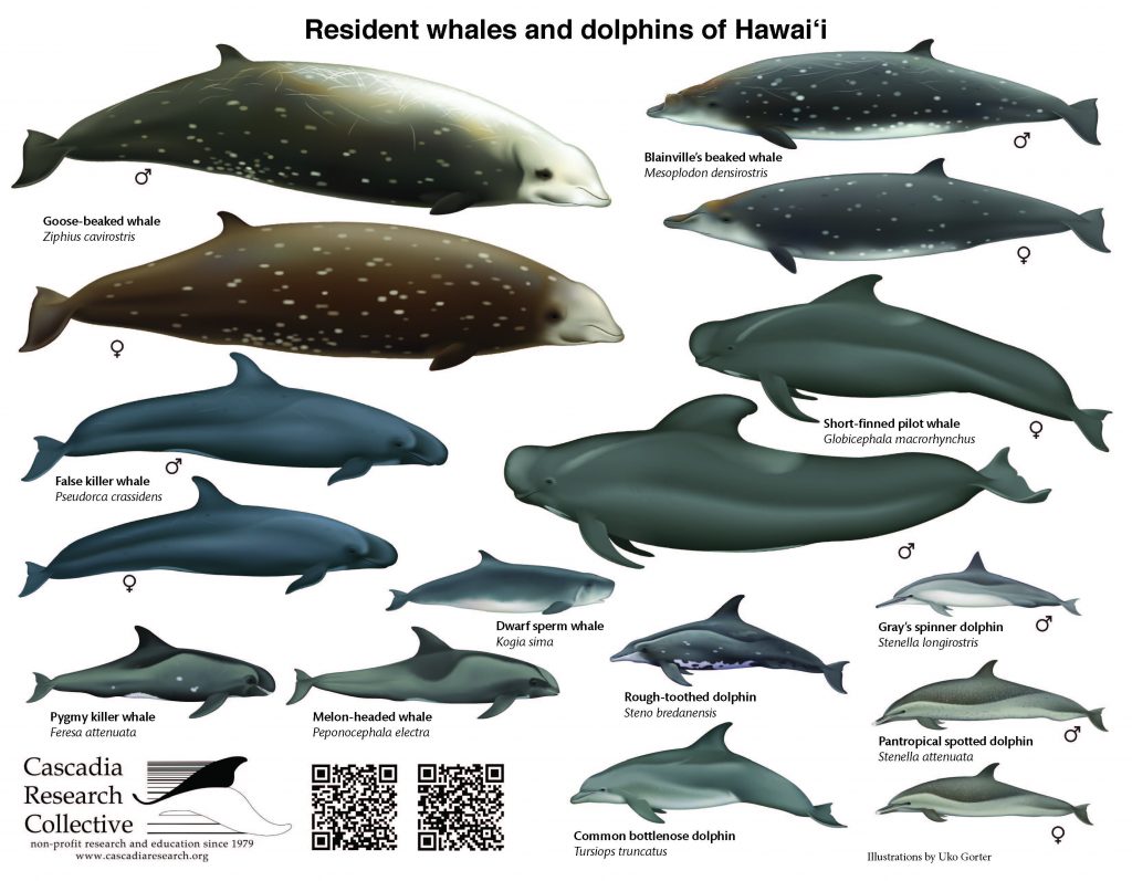 Dolphin Species List How Many Types Of River Dolphins Live In The