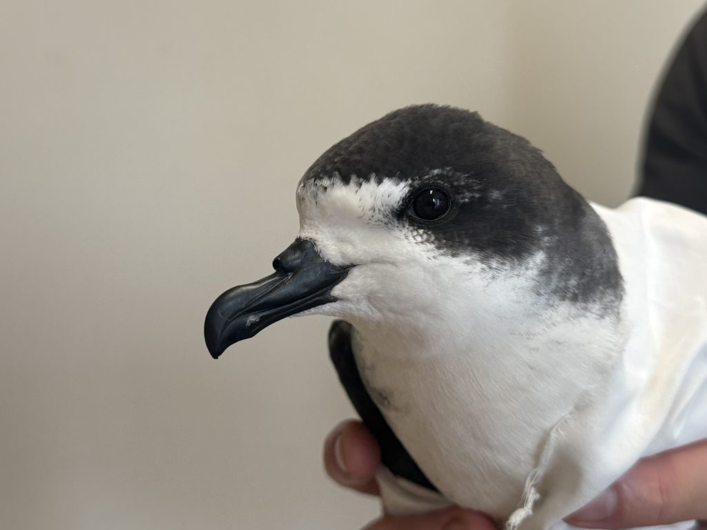 'Ua'u - Hawaiian Petrel