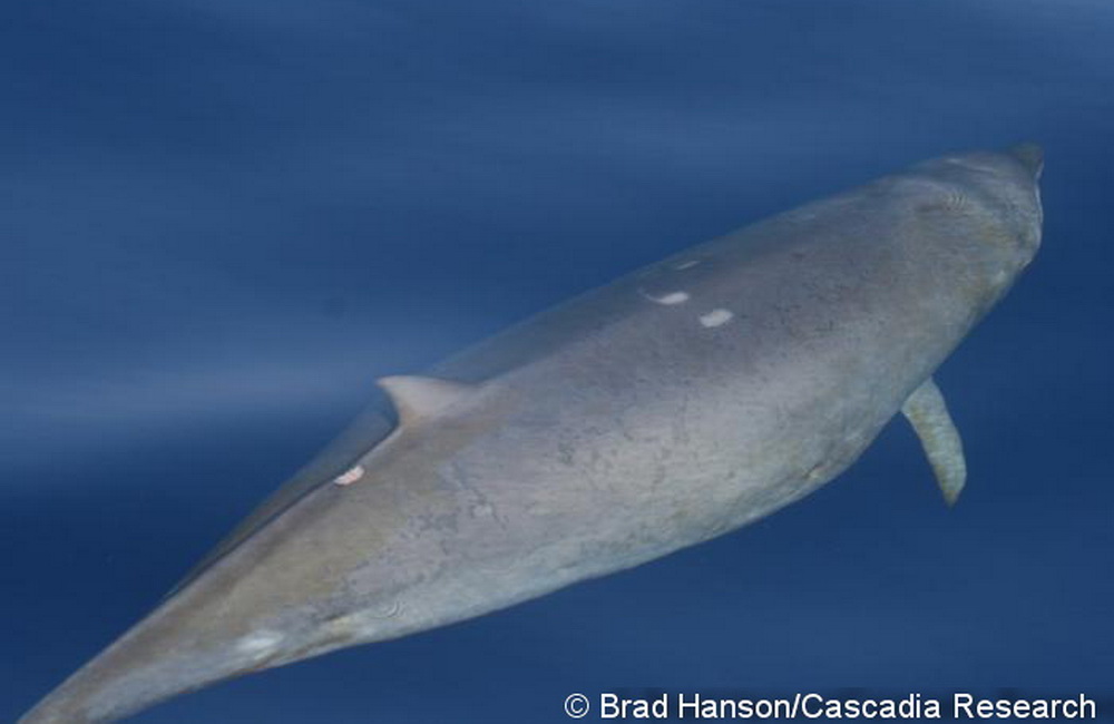 A juvenile Blainville’s beaked whale, HIMd147 in our catalog, seen on July 10, 2008. This animal has since been resighted 10 times, most recently in April 2021 by one of our contributors, Alex Lichtblau, and confirmed to be a male based on genetic analysis of a biopsy sample we took in December 2009.