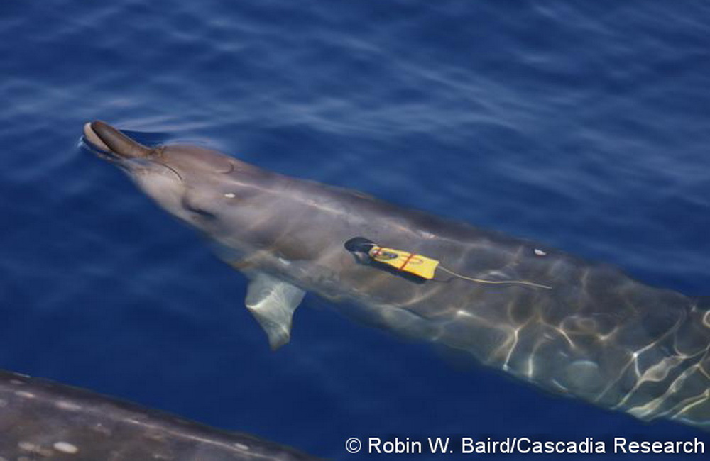 A juvenile Blainville’s beaked whale, HIMd149 in our catalog, with a suction-cup attached time-depth recorder, July 10, 2008. This tag remained attached for approximately 2 hours, during which time the whale made one long dive (45 minutes) to 829 m in depth. Based on the number of white oval scars (caused by cookie-cutter shark bites), we estimate this whale was 1-2 years of age.
