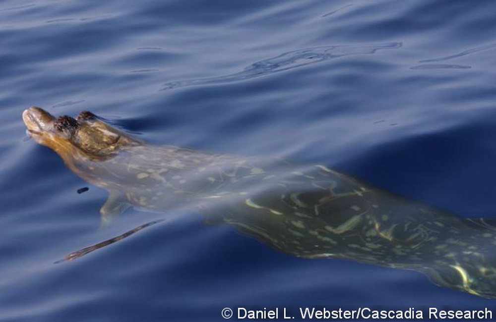 Adult male Blainville’s beaked whale (HIMd020), July 10, 2008. This individual has been documented once previously off Kona, in 2003. Blainville’s beaked whales are strongly sexually dimorphic in skull morphology, with a highly arched lower jaw and teeth that erupt in the middle of the jaw. In Hawai‘i the teeth are often covered in stalked barnacles (see close-up photo below). Male Blainville’s also have extensive linear scars on the head, from fighting with other males.