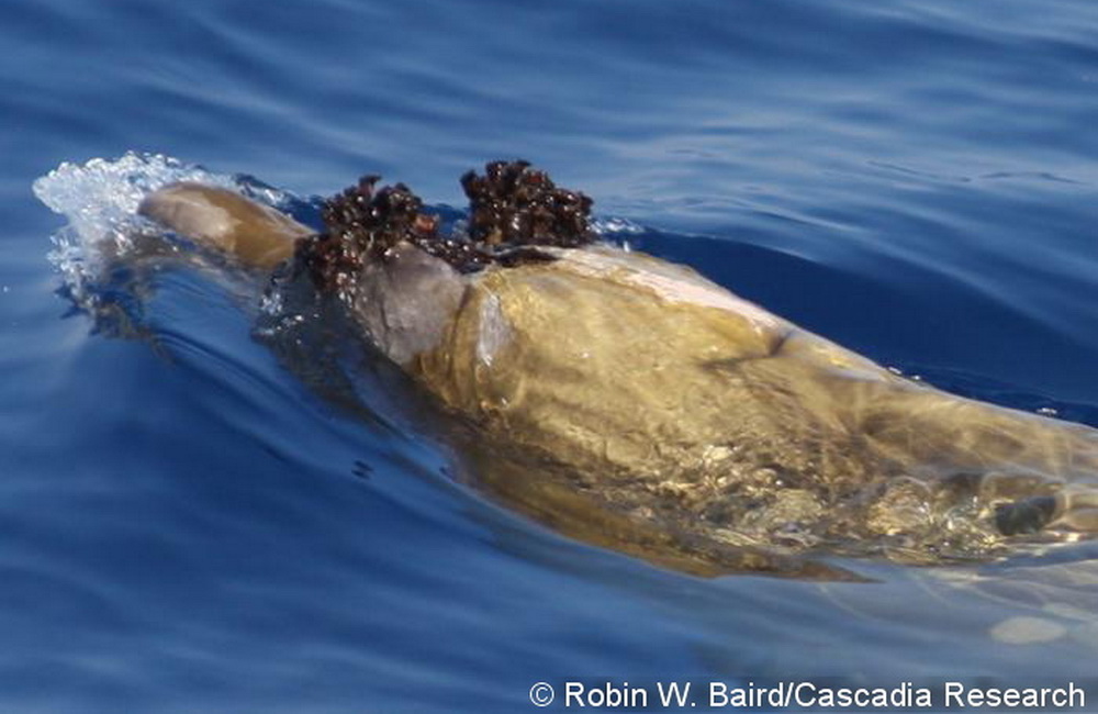 Close-up of the head of an adult male Blainville’s beaked whale (HIMd020), July 10, 2008. The teeth that are erupted from the lower jaw are covered in stalked barnacles, and thus are not visible. The brownish coloration covering most of the head are likely diatoms.