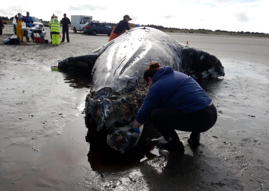 Biologists and volunteers from Cascadia Research and WDFW examine adult male gray whale near Ocean City. Photo credit: Cascadia Research, NOAA/NMFS Permit 24359.