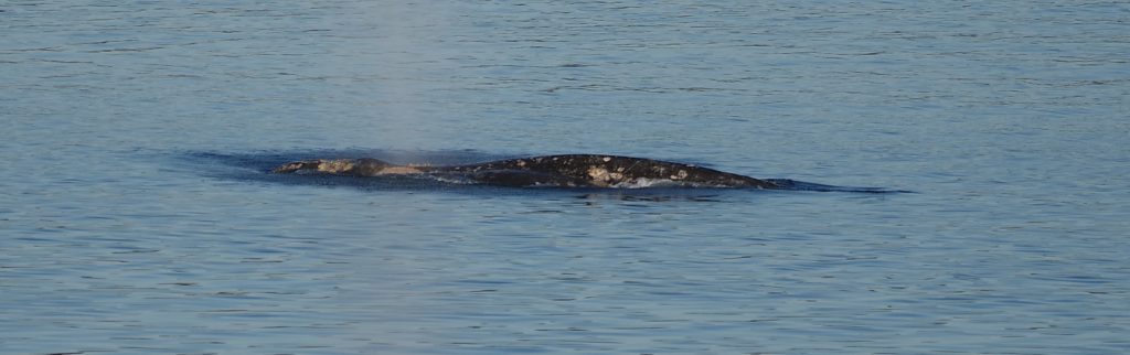 Live gray whale in Olympia on April 1, 2024, sighted from shore. This whale was found dead on Vashon Island on April 12. Photo Credit: Kim Merriman