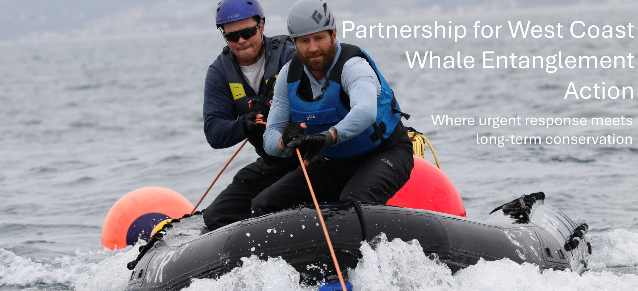 Partnership for West Coast Whale Entanglement Action. Where urgent response meets long-term conservation