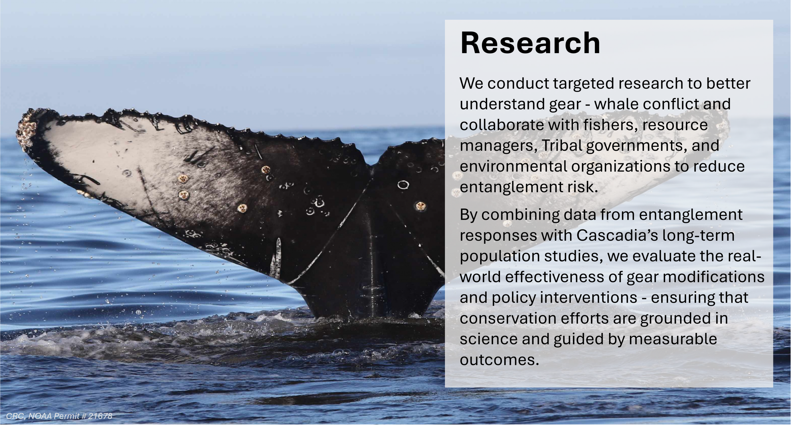 Research
We conduct targeted research to better understand gear - whale conflict and collaborate with fishers, resource managers, Tribal governments, and environmental organizations to reduce entanglement risk.
By combining data from entanglement responses with Cascadia’s long-term population studies, we evaluate the real-world effectiveness of gear modifications and policy interventions - ensuring that conservation efforts are grounded in science and guided by measurable outcomes.
