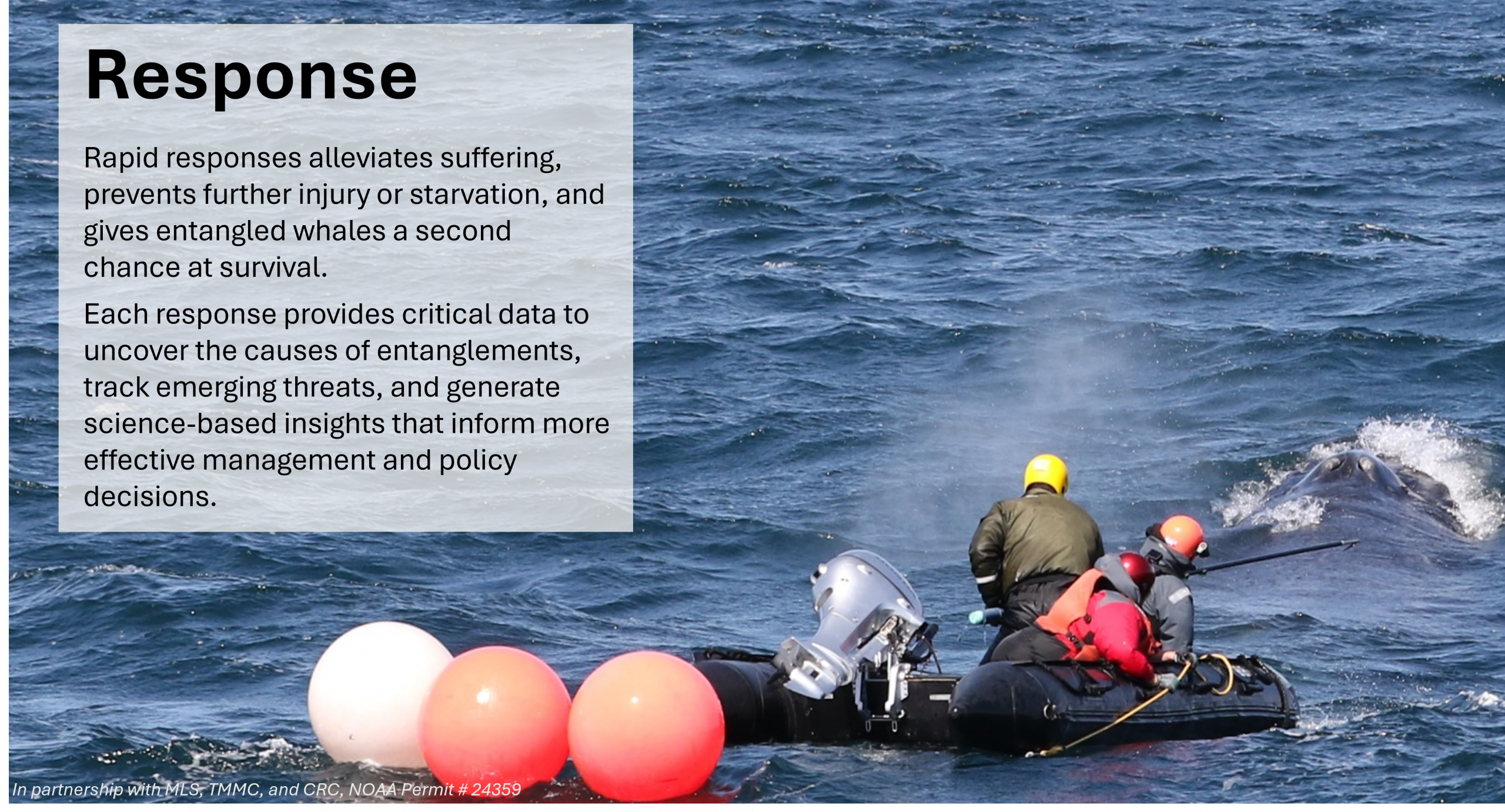 Response
Rapid responses alleviates suffering, prevents further injury or starvation, and gives entangled whales a second chance at survival.
Each response provides critical data to uncover the causes of entanglements, track emerging threats, and generate science-based insights that inform more effective management and policy decisions.