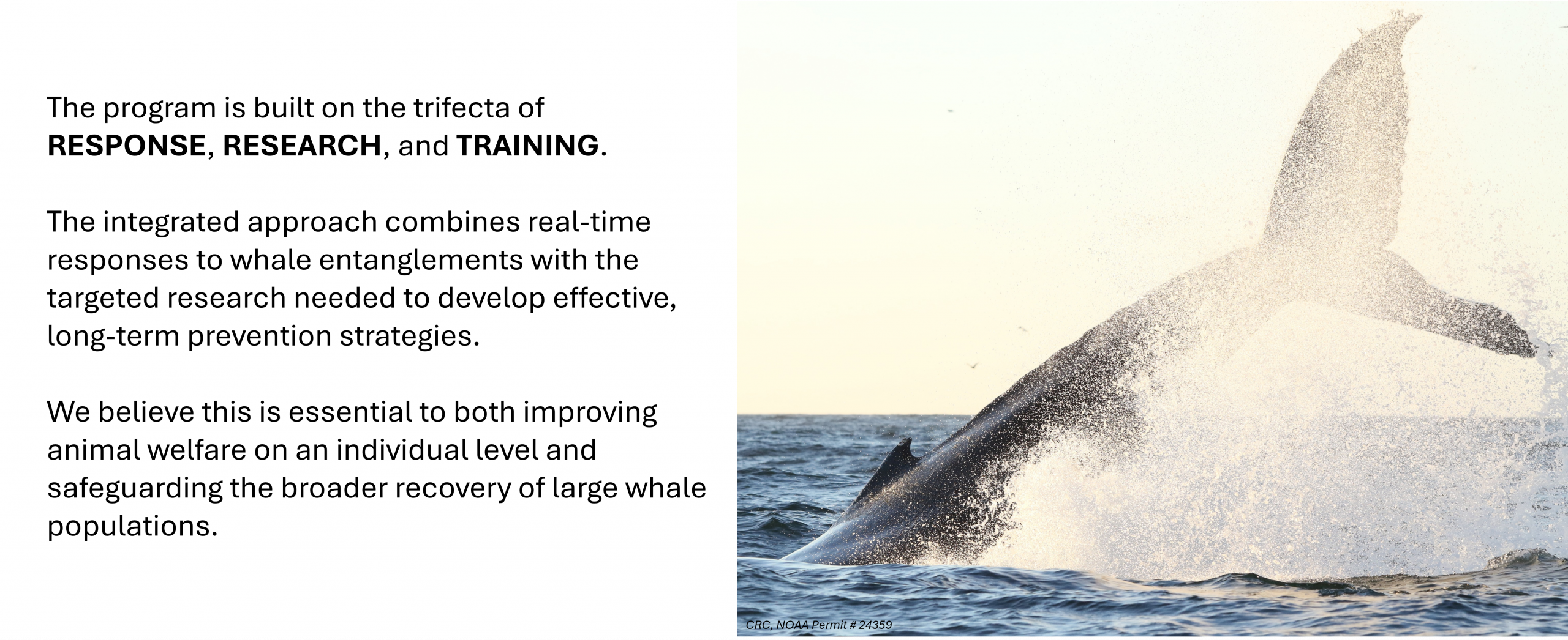 The program is built on the trifecta of RESPONSE, RESEARCH, and TRAINING.
The integrated approach combines real-time responses to whale entanglements with the targeted research needed to develop effective, long-term prevention strategies.
We believe this is essential to both improving animal welfare on an individual level and safeguarding the broader recovery of large whale populations.