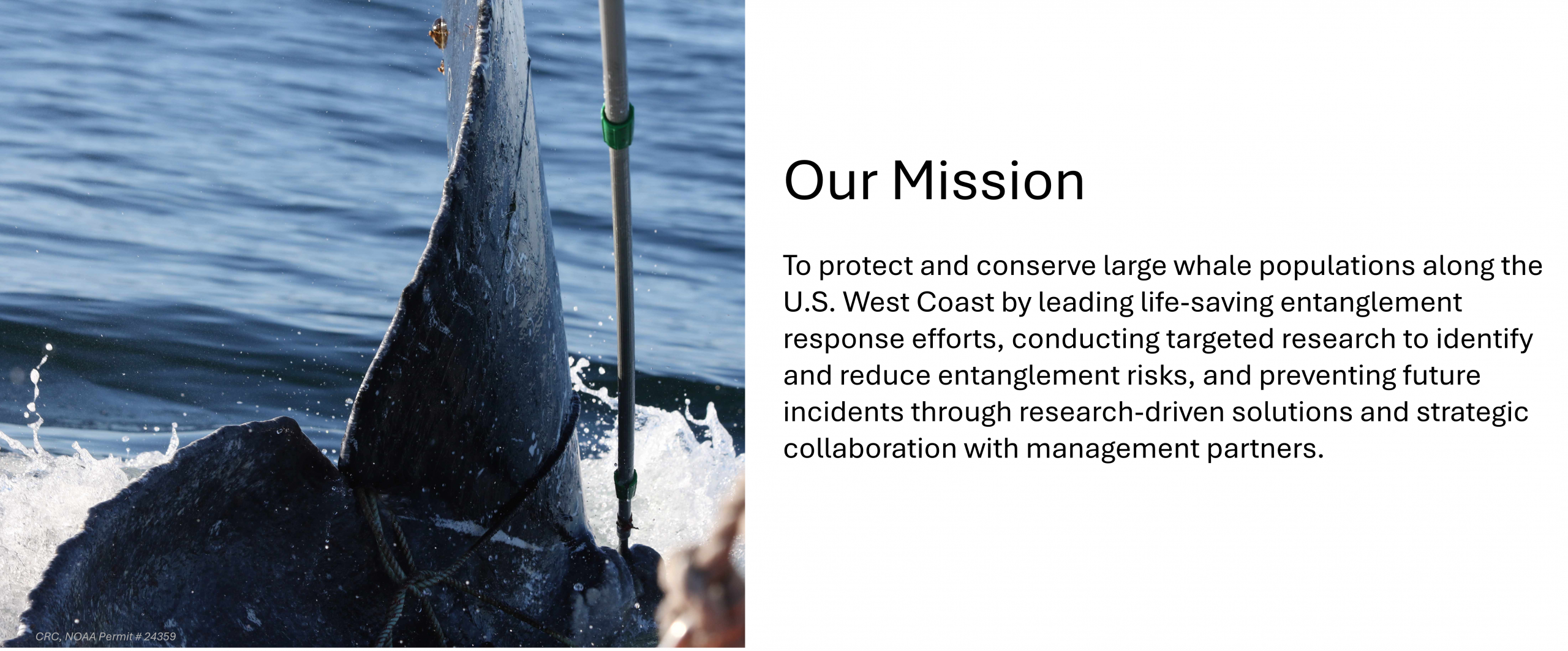 Our Mission:
To protect and conserve large whale populations along the U.S. West Coast by leading life-saving entanglement response efforts, conducting targeted research to identify and reduce entanglement risks, and preventing future incidents through research-driven solutions and strategic collaboration with management partners.
