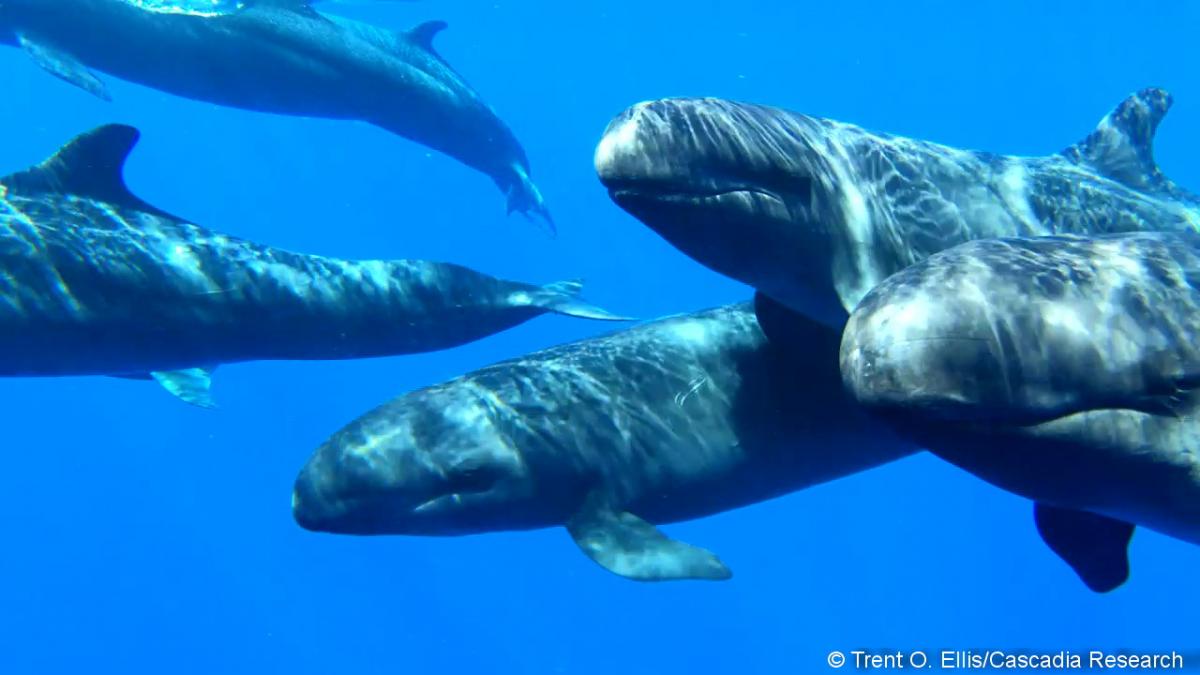 False killer whales in Hawai‘i | Cascadia Research