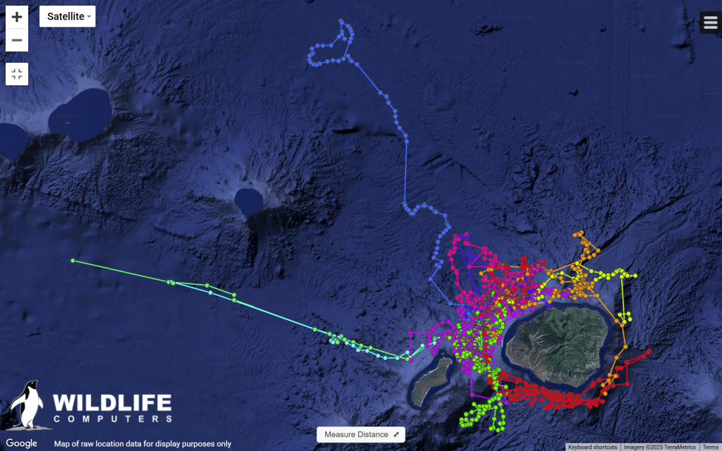 Map showing movements of tagged whales and dolphins