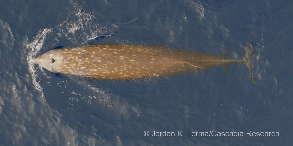 An adult female goose-beaked whale with her calf, seen on October 27, 2022. If you look closely in the photo, you can see the flukes of the calf barely visible on either side of the female, just forward of her flukes.