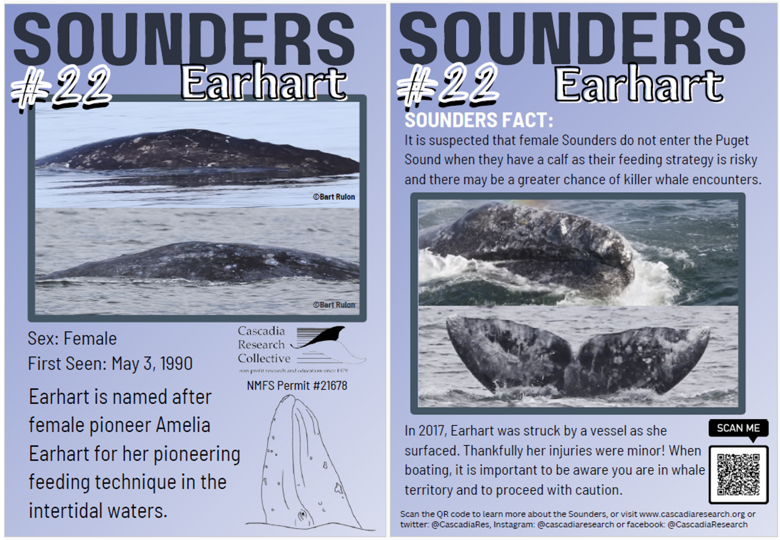 The Sounders, Gray Whales of North Puget Sound -  https://cascadiaresearch.org