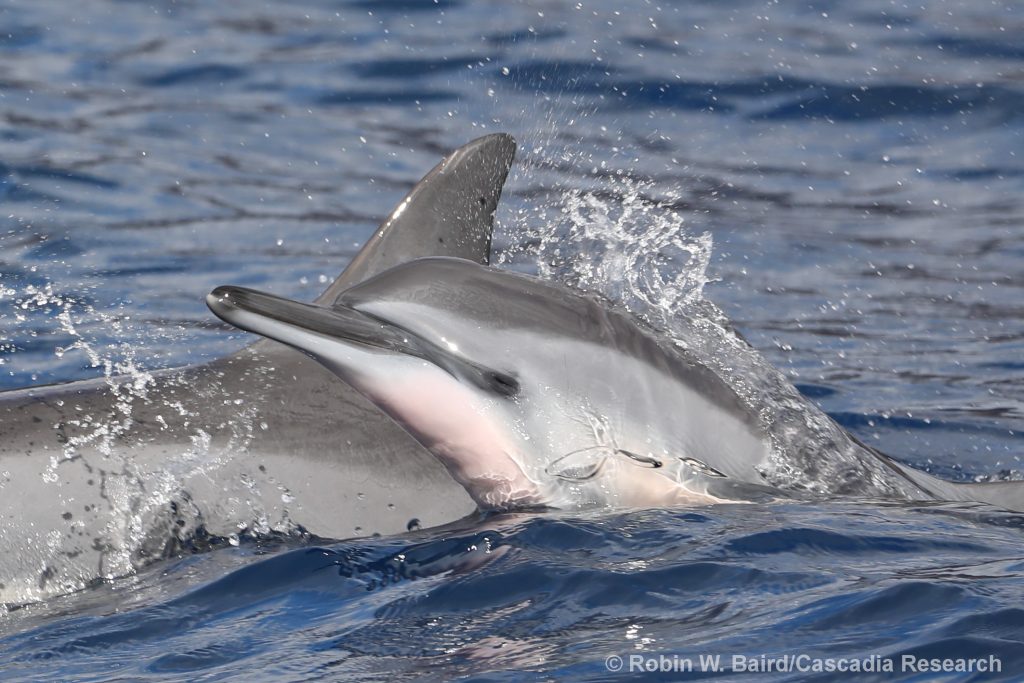 Spinner dolphin