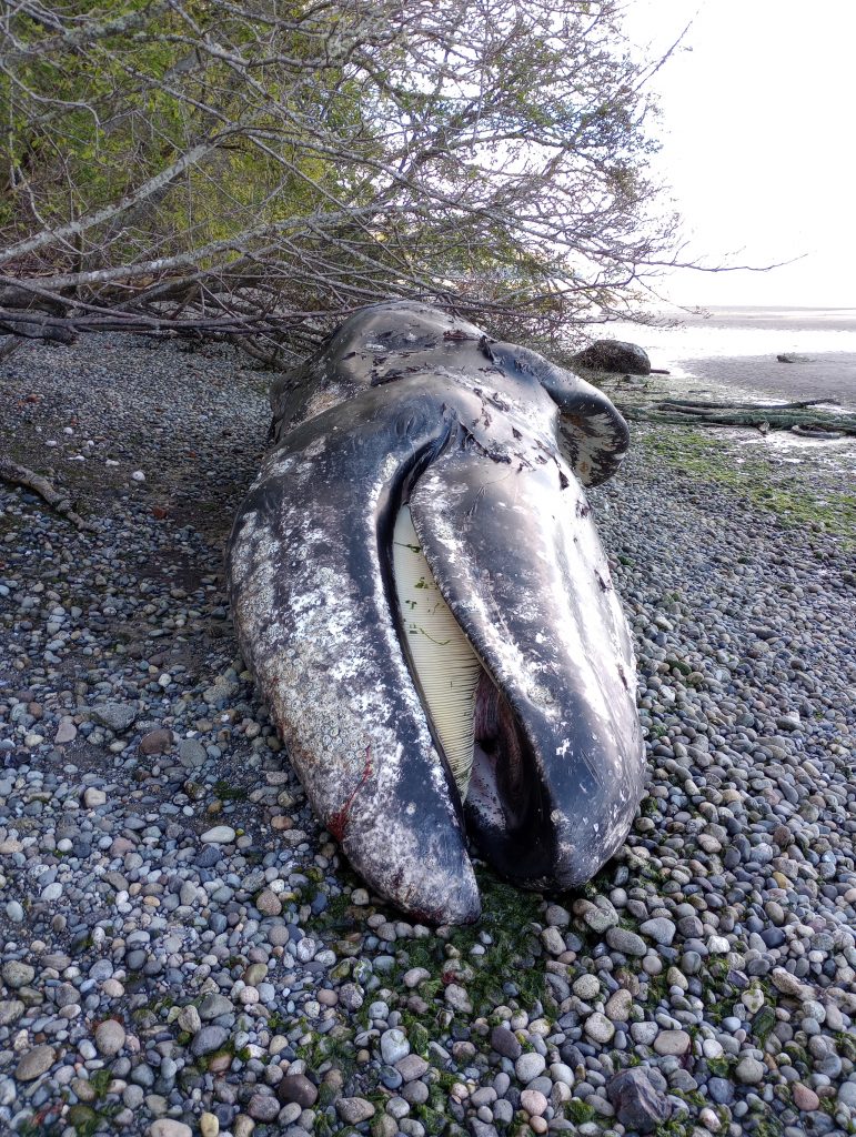 Emaciated adult male gray whale on Vashon Island. Photo credit: Cascadia Research, NOAA/NMFS Permit 24359.