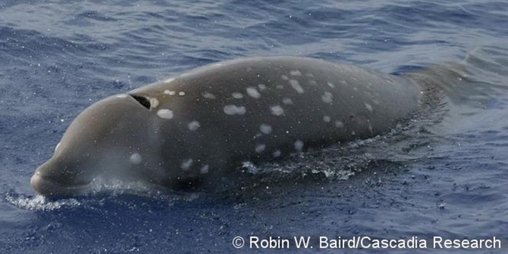 An adult female goose-beaked whale surfacing near our boat, May 5, 2008, off the island of Hawai‘i. This individual, HIZc027 in our catalog, has been documented several times off the island over a span of more than 10 years. We are able to recognize individual beaked whales based on the unique patterning of scars on the back, as well as notches on the dorsal fin. Because of the large number of scars, photos from almost any angle can be used to identify individuals.