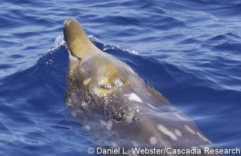 An adult female Blainville’s beaked whale, HIMd152 in our catalog, seen on April 29, 2009. In female Blainville’s beaked whales the teeth do not erupt from the gums and the lower law is relatively straight.
