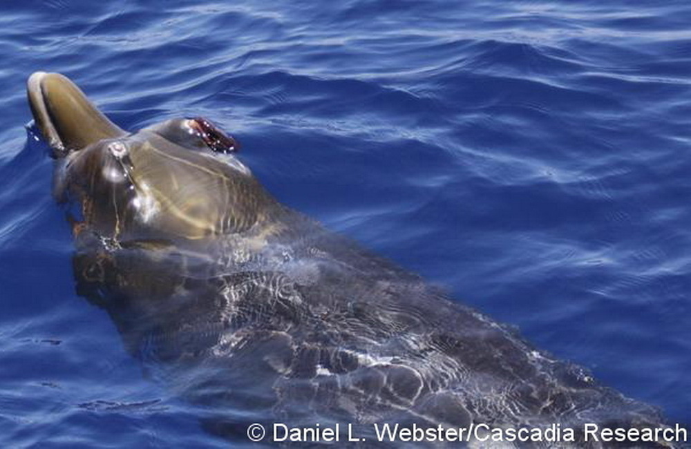 An adult male Blainville’s beaked whale, HIMd153 in our catalog, seen on April 29, 2009. The tips of the two teeth are visible above the gums – on the right tooth there are a number of purple stalked barnacles attached.
