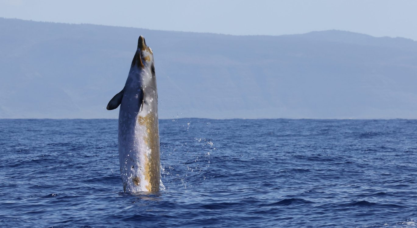 Blainville's beaked whale breaching