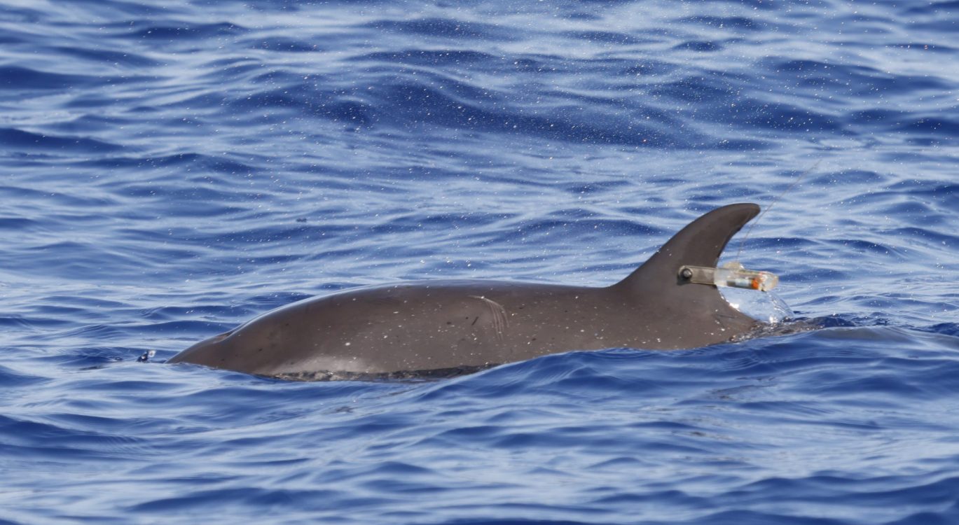 Pantropical spotted dolphin with satellite tag