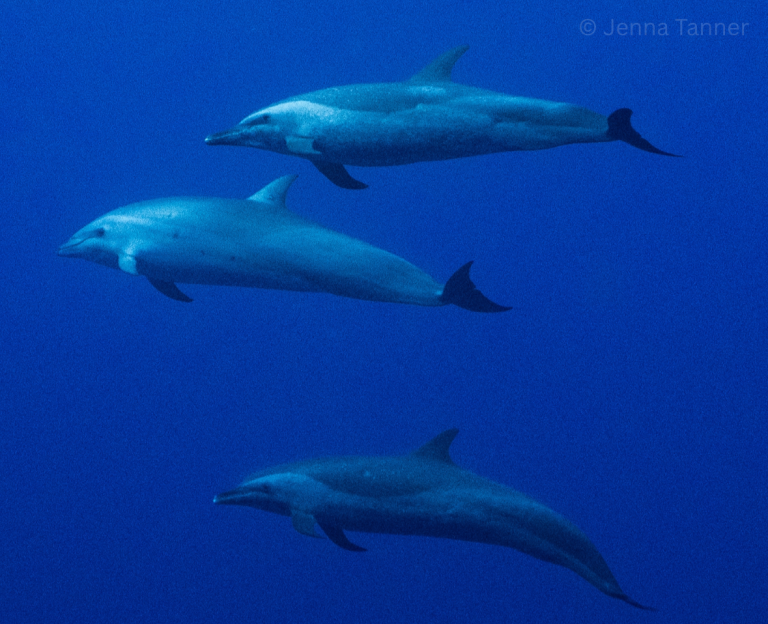 The lone Fraser's dolphin (middle) associating with pantropical spotted dolphins in January of 2026.