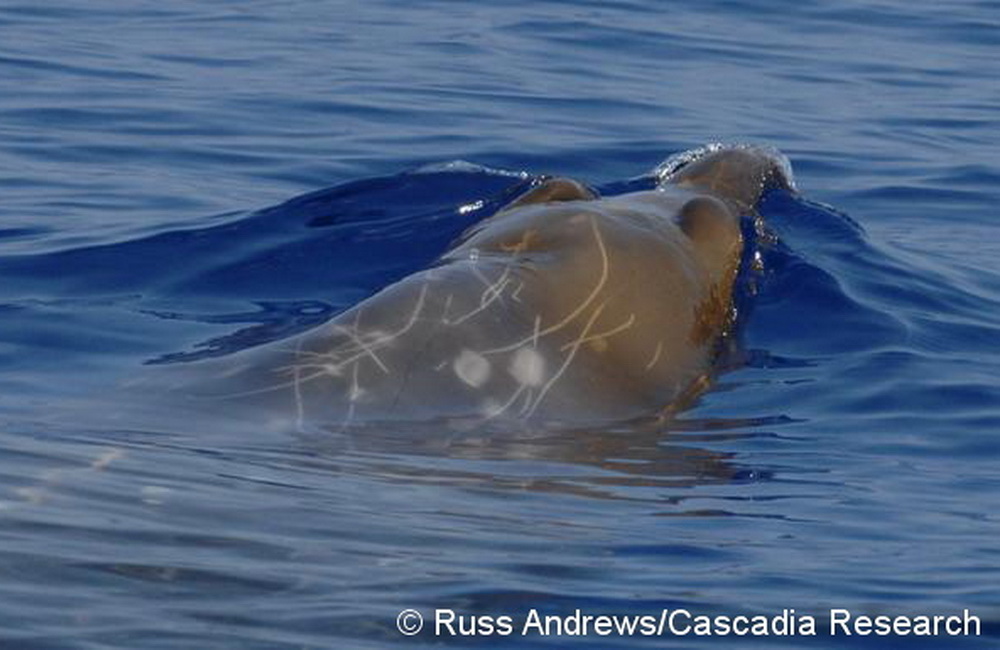 A sub-adult male Blainville’s beaked whale, HIMd154 in our catalog, seen on April 29, 2009. The two teeth of this individual have not yet erupted from the gums, as they do in adult males, but the lower jaws are arching upwards, indicating a sub-adult male.