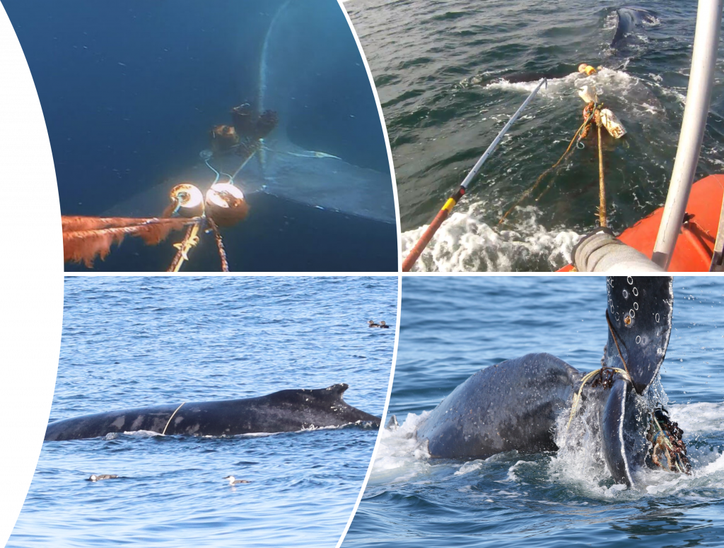 whale entanglement responses, 2024-2025, disentanglement, humpback whales