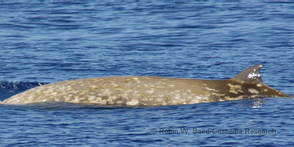 An adult goose-beaked whale, April 28, 2009. This individual, HIZc041 in our catalog, was first documented off the island by Dan Mcsweeney in October 1994, and was seen again in July 2007 and on our December 2008 trip. It was also resighted again most recently in 2014 by one of our contributors, Deron Verbeck. Although the large amount of white coloration on the forward two-thirds of the body initially caused us to think it was an adult male (all adult males have extensive white on their bodies), the lack of linear scars from fighting with other males, and no visible teeth when the head was visible, indicates this individual is an adult female.