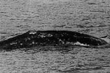 Gray Whale