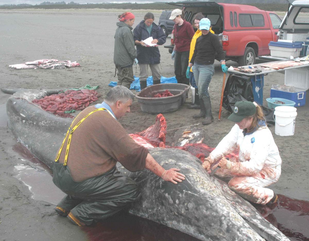 Examination of gray whale on beach.
