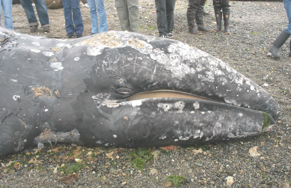 Head of gray whale prior to examination on 5 May 2005.