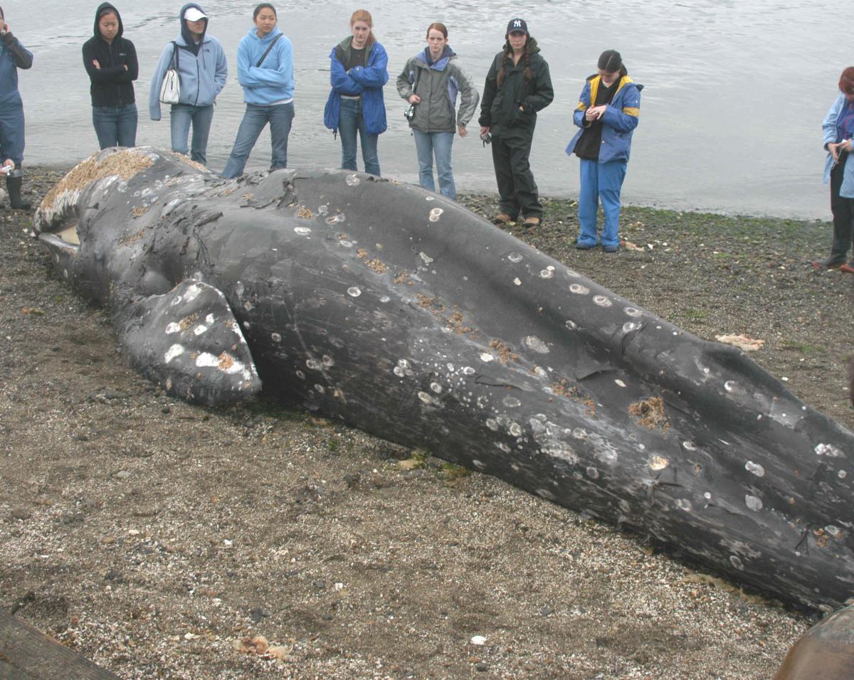 Gray whale on beach prior to examination on 5 May 2005