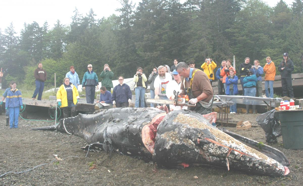 Dr. Steven Raverty uses a chain saw to cut through the ribs of the gray whale.